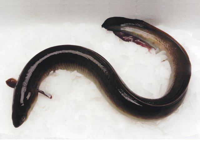 Eel In Ass Porn - A Man Insert A Live eel In His Ass | thekinkyworldofvile